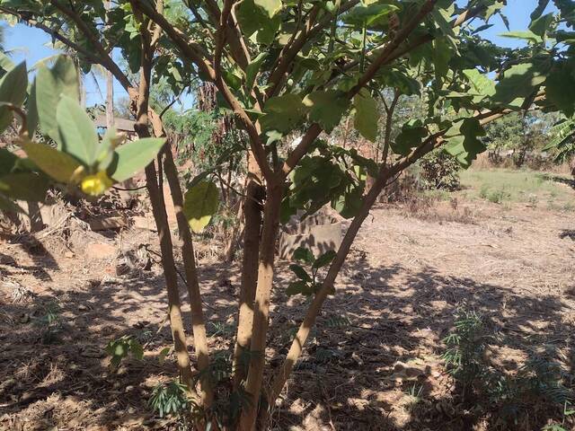 Chácara para Venda em Guariba - 4